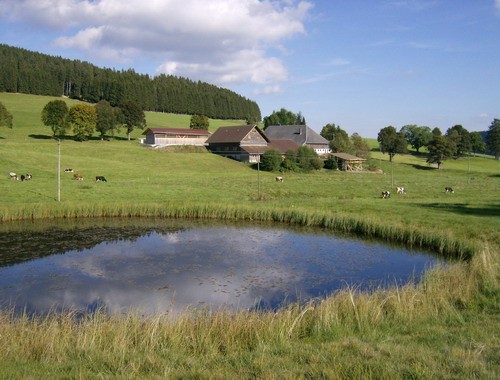 Moosweiher Moosweiher