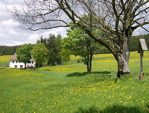 Ferienhaus Oehlershüsli mit Umgebung Ferienhaus Oehlershüsli mit Umgebung